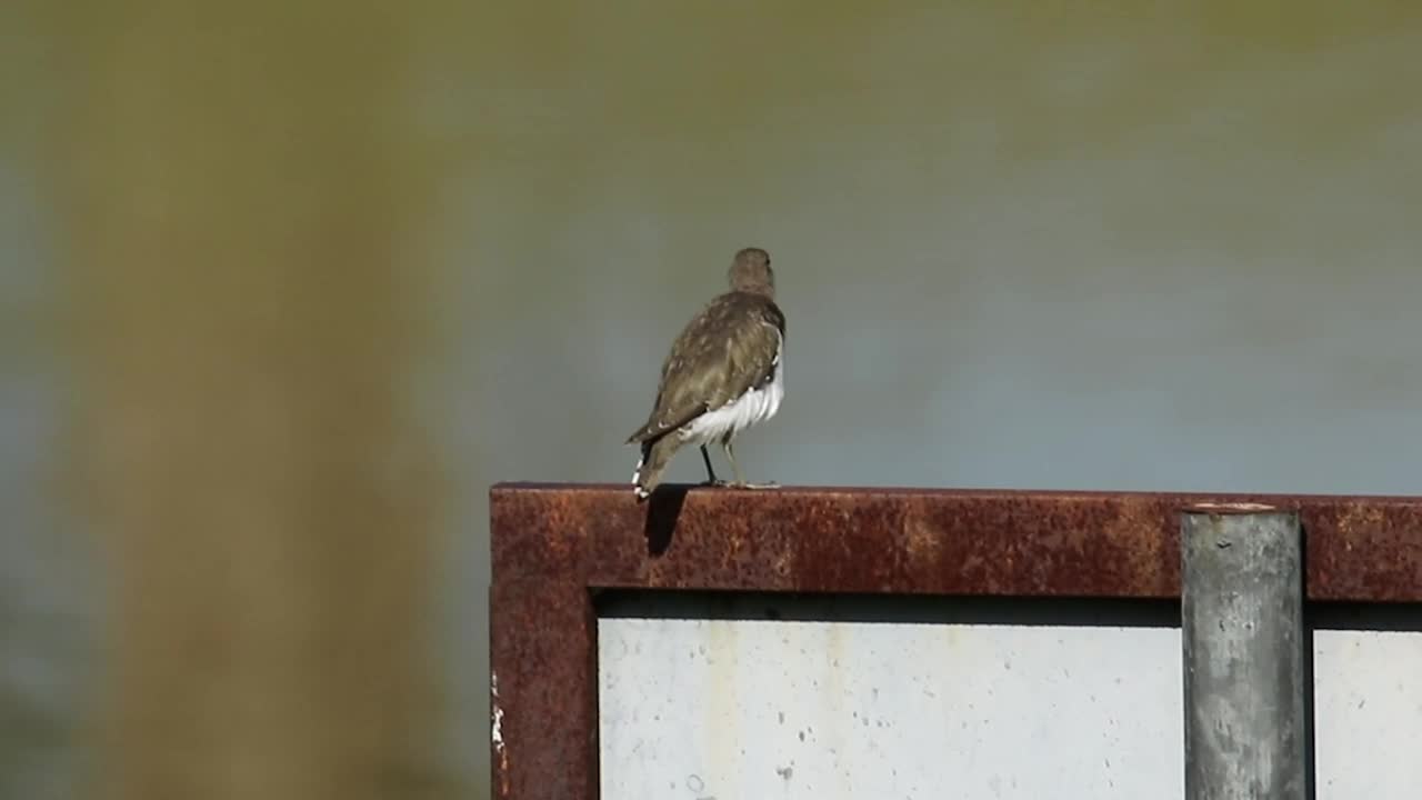 Stock Video Bird Sitting On A Signpost Live Wallpaper For PC - Free Download