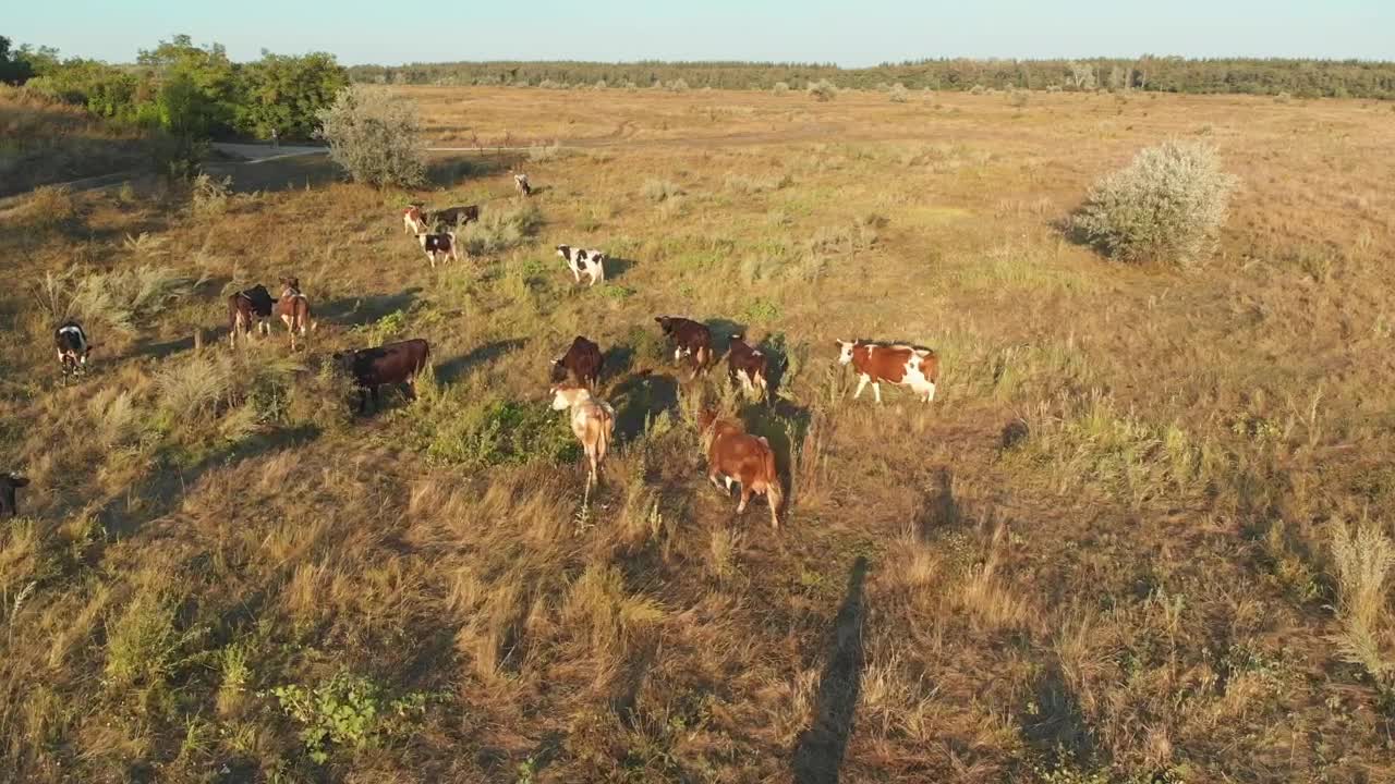 Stock Video Herd Cows Grazing In The Meadow Animated Wallpaper - Free Download