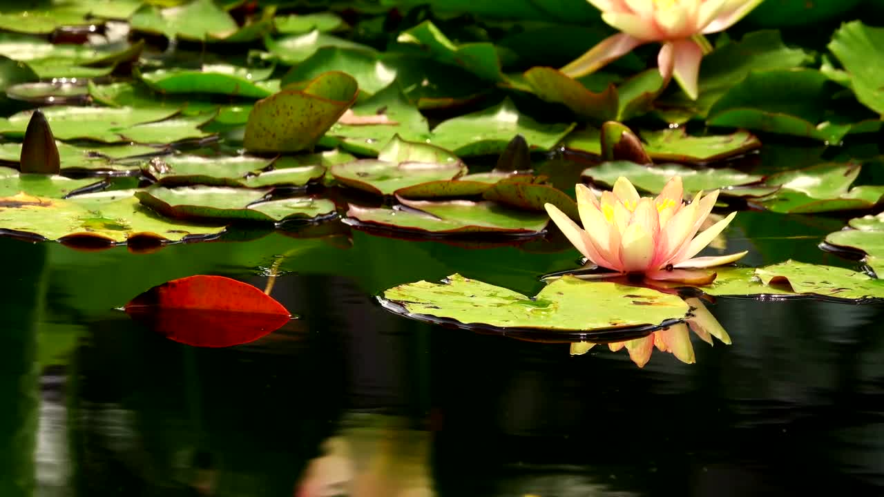 Stock Video Lotus Flower Floating In A Pond Animated Wallpaper - Free Download