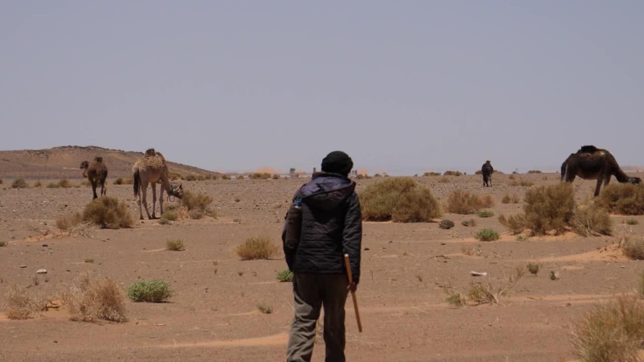 Free Stock Video Shepherd Walking Towards His Camels In The Desert Live Wallpaper - Free Download