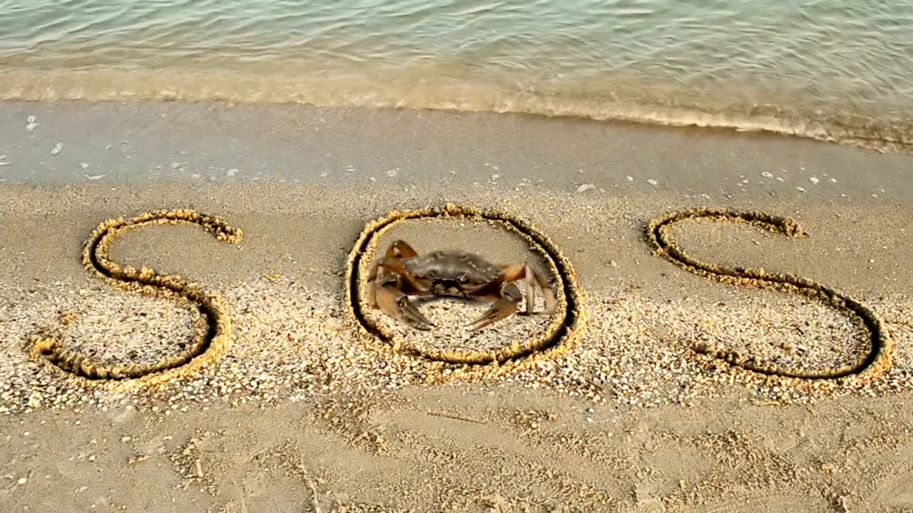 Stock Video Crab Standing In An Sos Sign Live Wallpaper For PC - Free Download