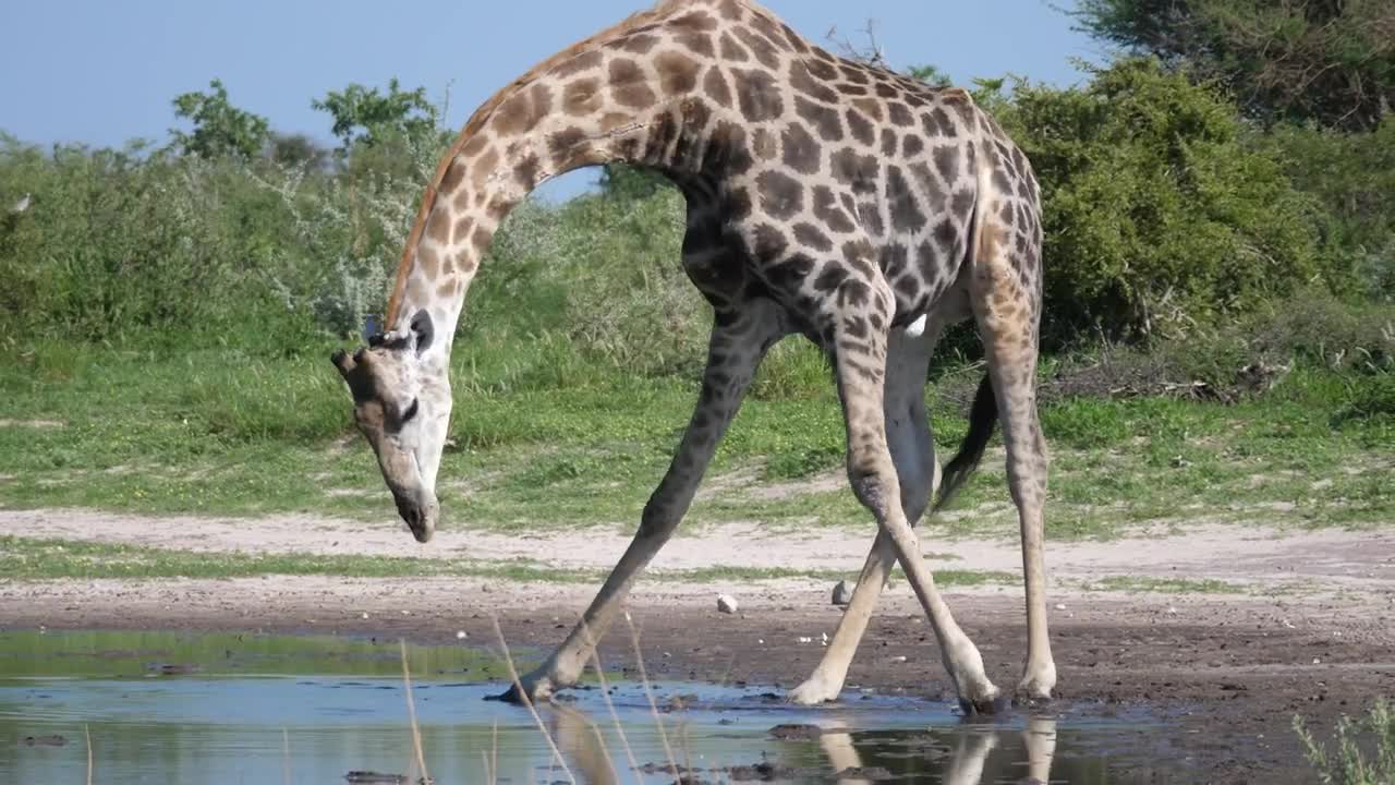 Stock Video Giraffe Drinking From A Pond Live Wallpaper For PC - Free Download