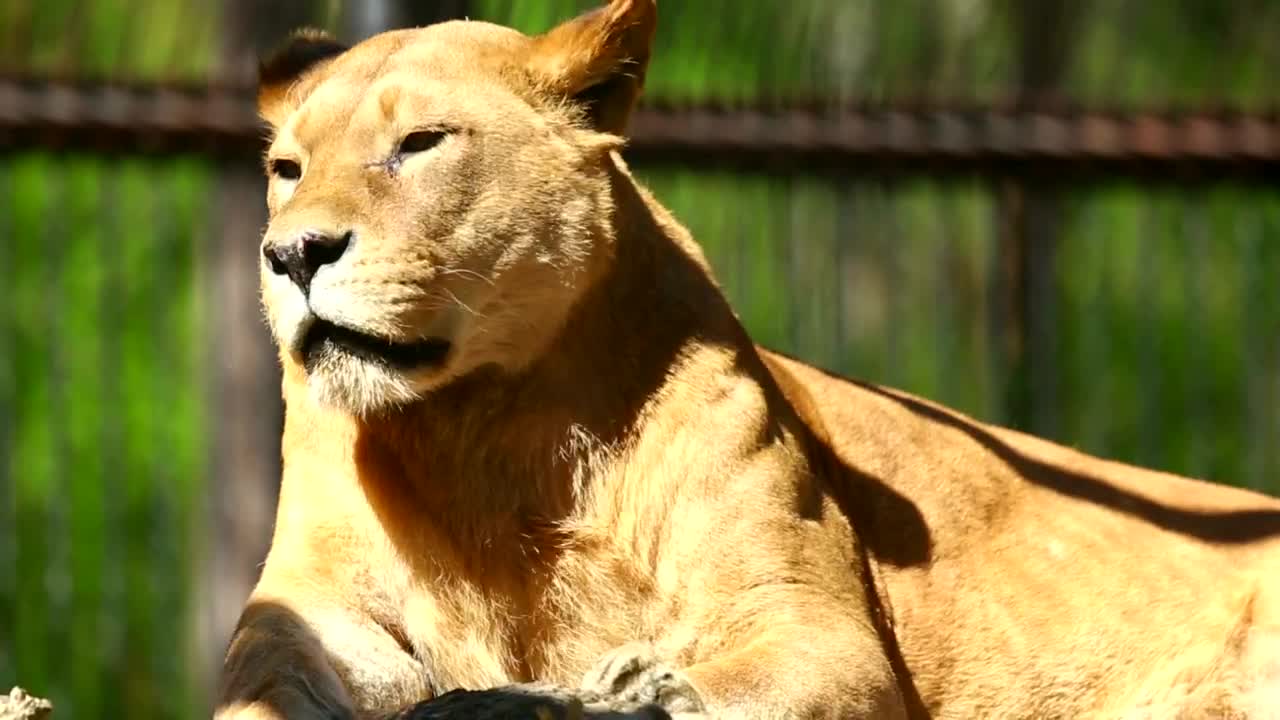 Stock Video Lioness Taking A Sun Bath Animated Wallpaper - Free Download