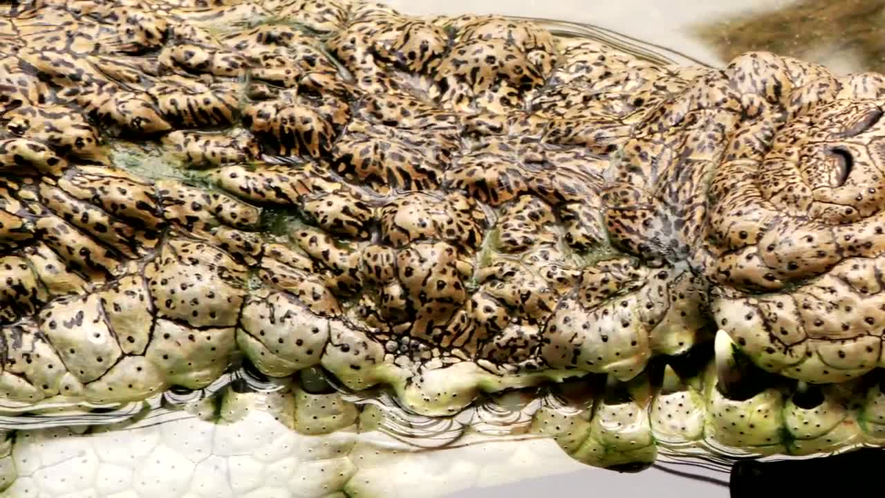 Free Video Stock texture of the skin of a crocodile in the water Live Wallpaper - Free Download