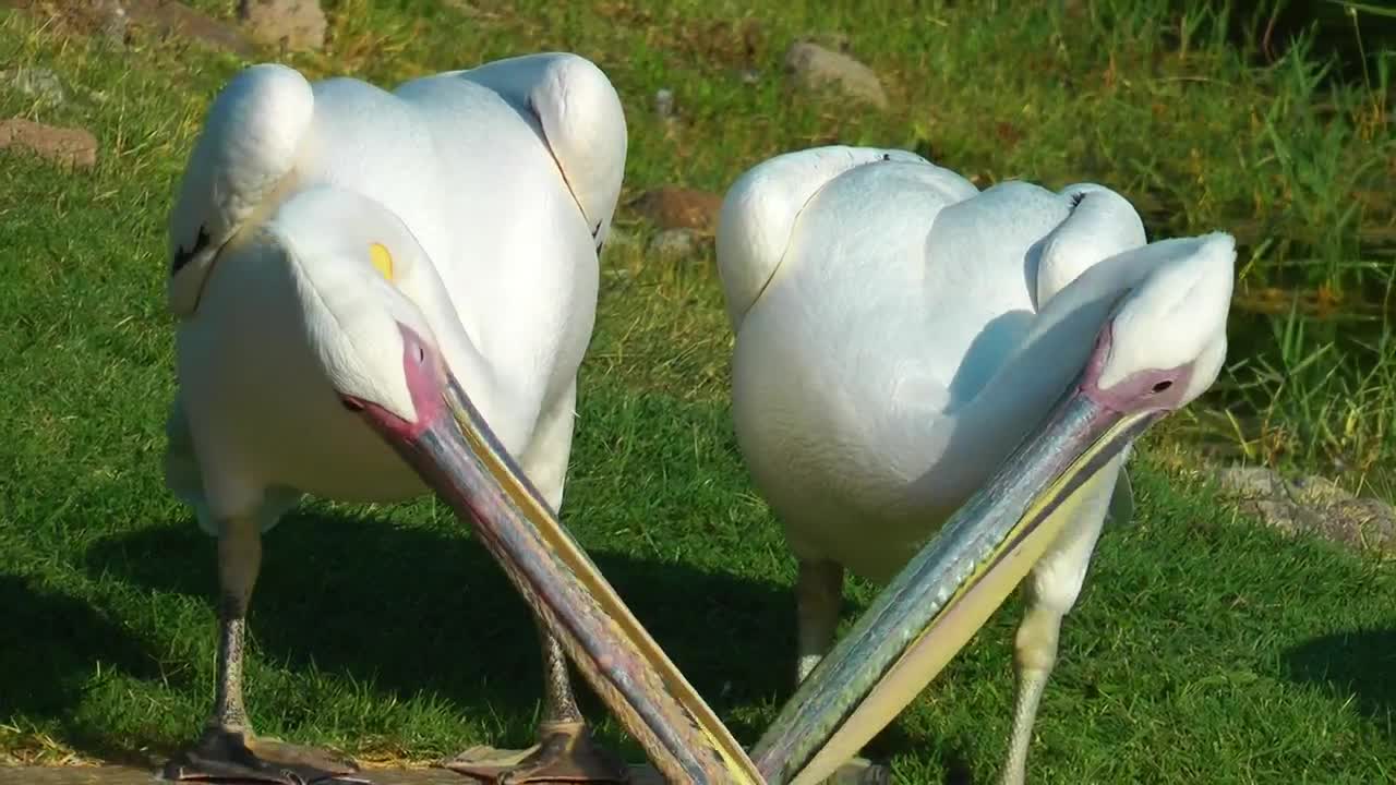 Stock Footage White Pelicans Living Together Live Wallpaper - Free Download