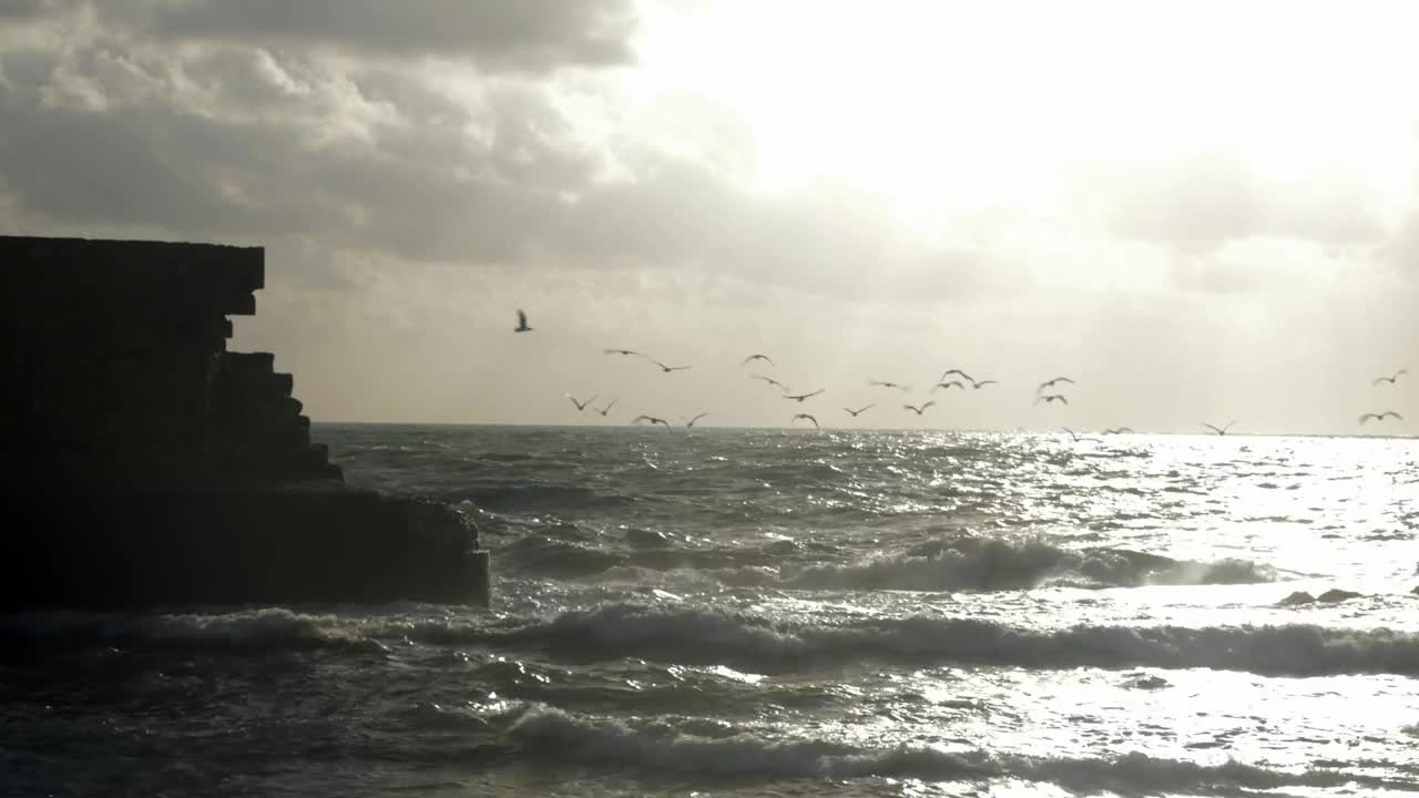 Stock Video Birds Lifting Off From The Ocean Live Wallpaper For PC - Free Download