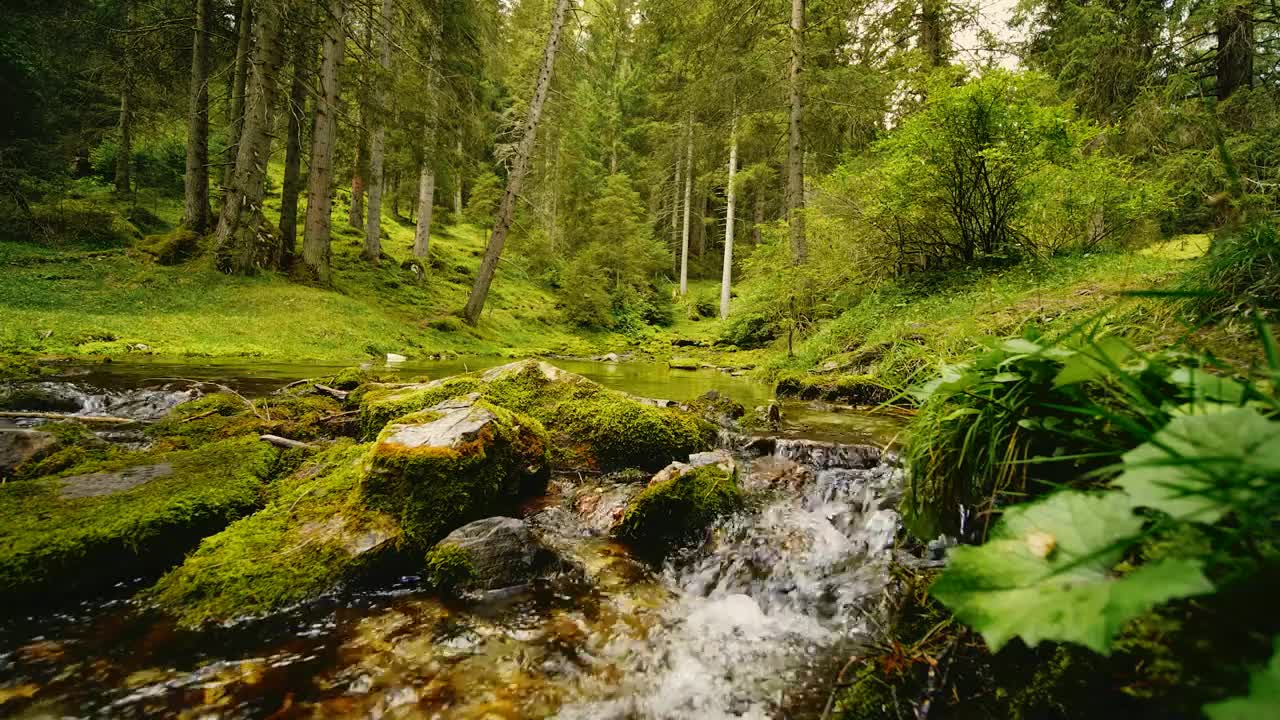 Free Stock Video Rocky Stream Flows Through Mossy Forest Live Wallpaper - Free Download