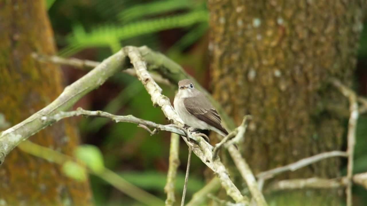 Stock Video Flycatcher At The Edge Of A Forest Live Wallpaper For PC - Free Download