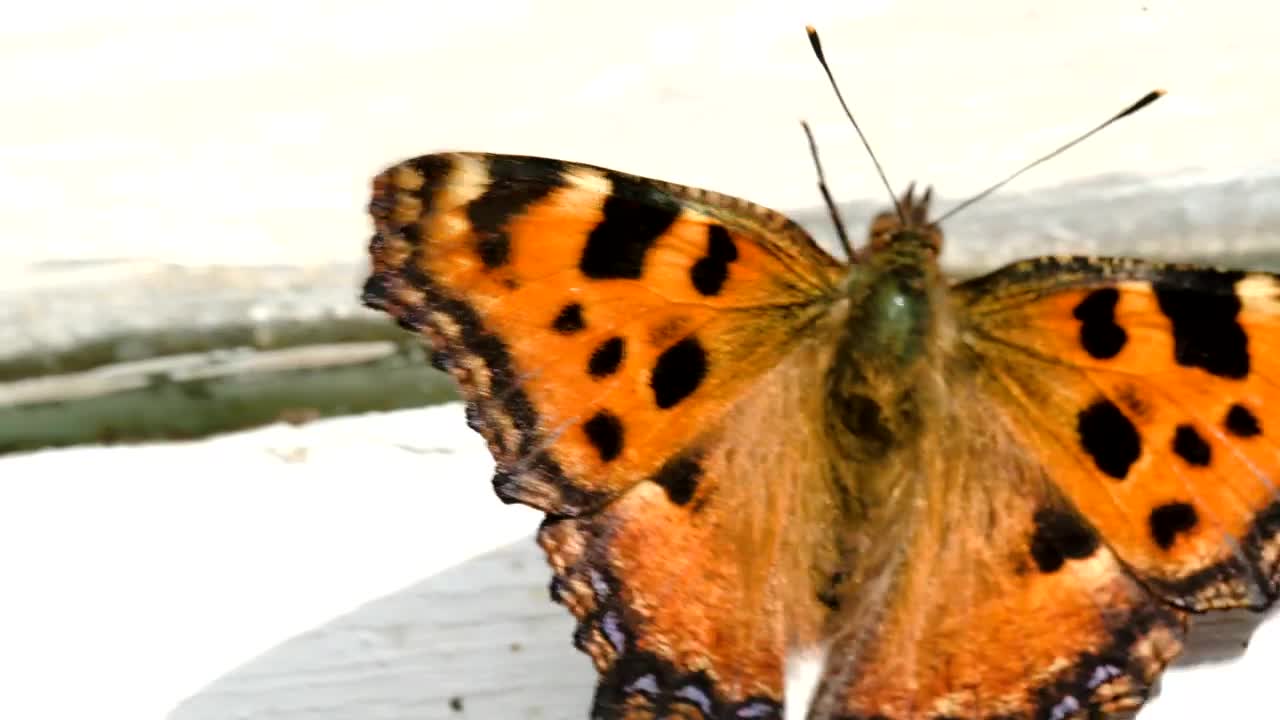 Stock Video Beautiful Orange Butterfly By A Window Live Wallpaper For PC - Free Download