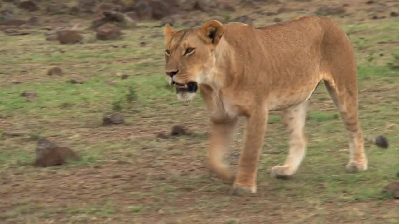 Stock Video Lioness Walking On The Savanna Animated Wallpaper - Free Download