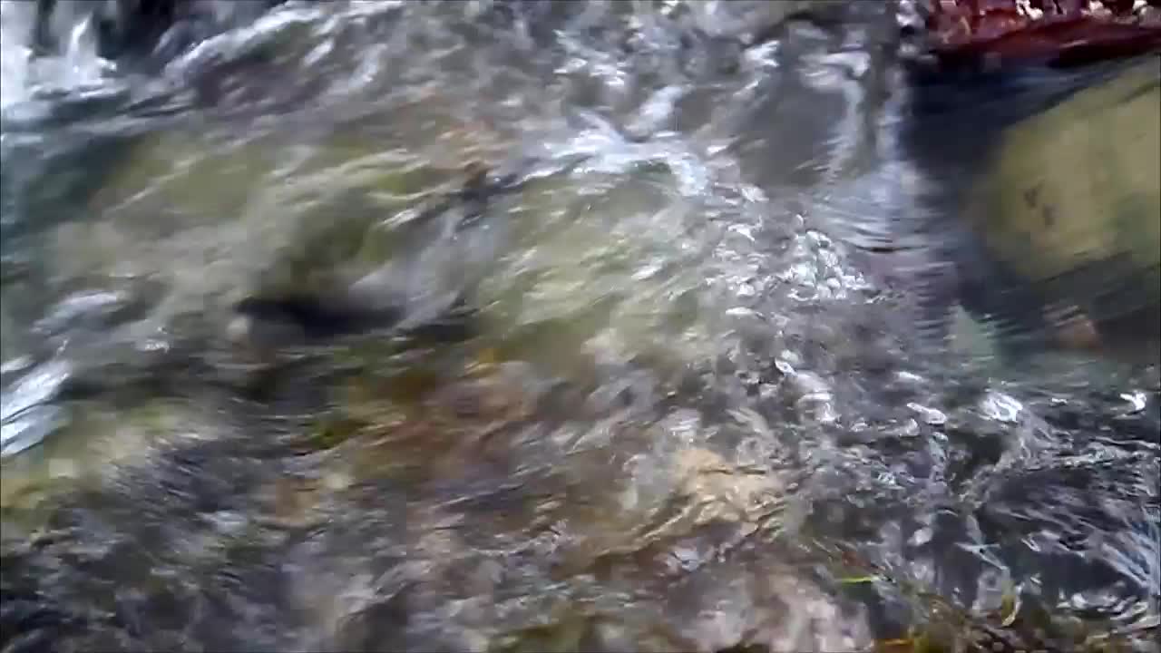 Free Video Stock Stream In Slow Motion Live Wallpaper - Free Download