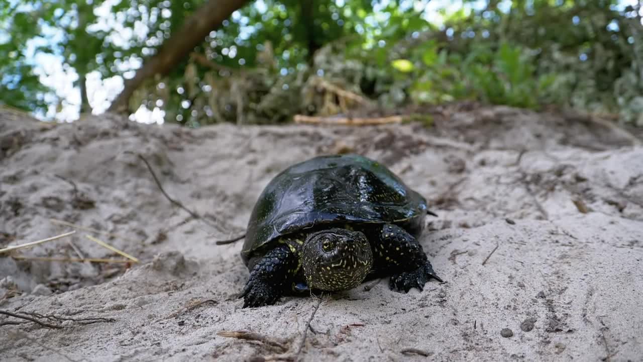 Free Stock Video Turtle Walking Slowly In The Sand Live Wallpaper - Free Download
