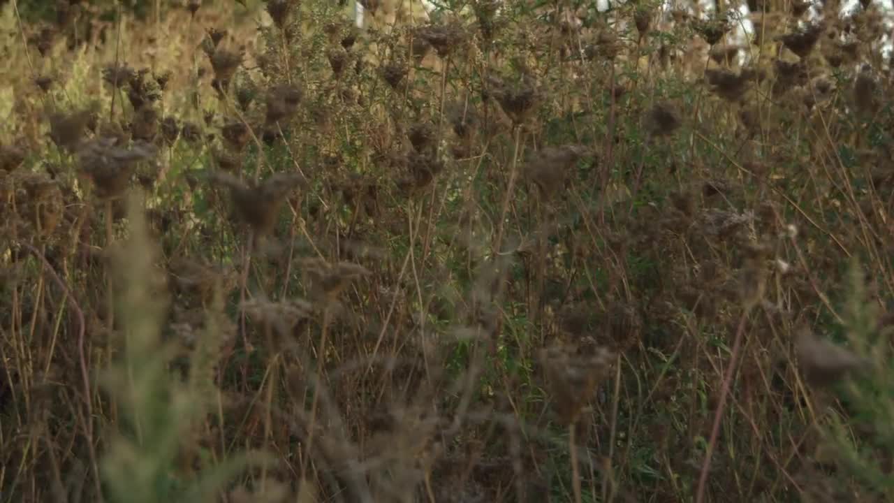 Stock Footage Wildflowers In The Autumn Live Wallpaper - Free Download