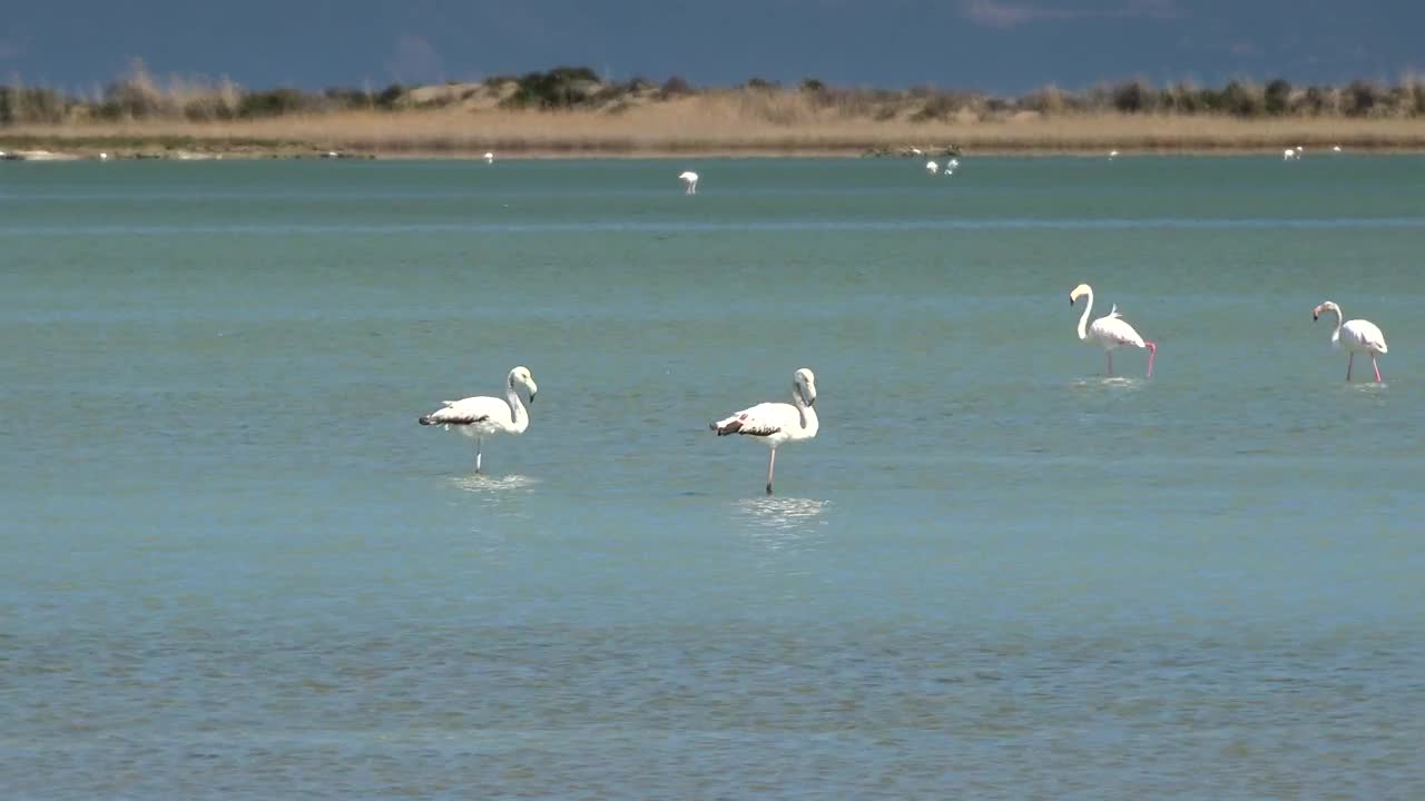 Stock Video Flamingo Birds Walking On The Lake Live Wallpaper For PC - Free Download