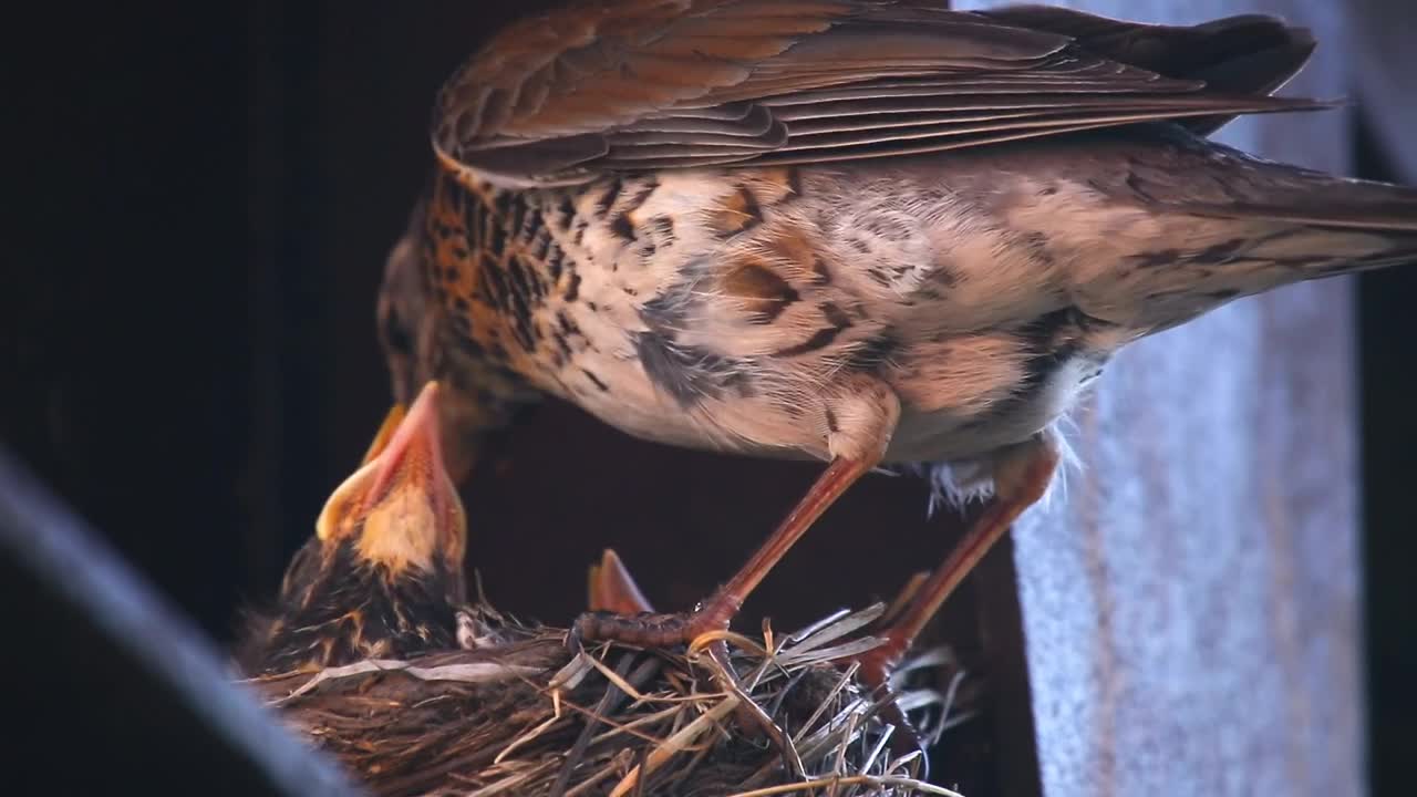 Stock Video Bird Taking Care Of The Chicks In The Nest Live Wallpaper For PC - Free Download