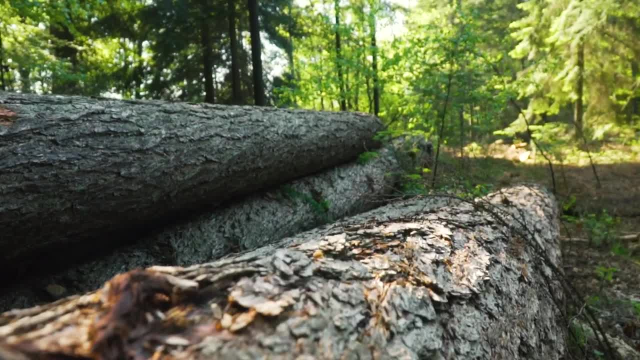 Stock Video Fallen Logs In A Forest Live Wallpaper For PC - Free Download