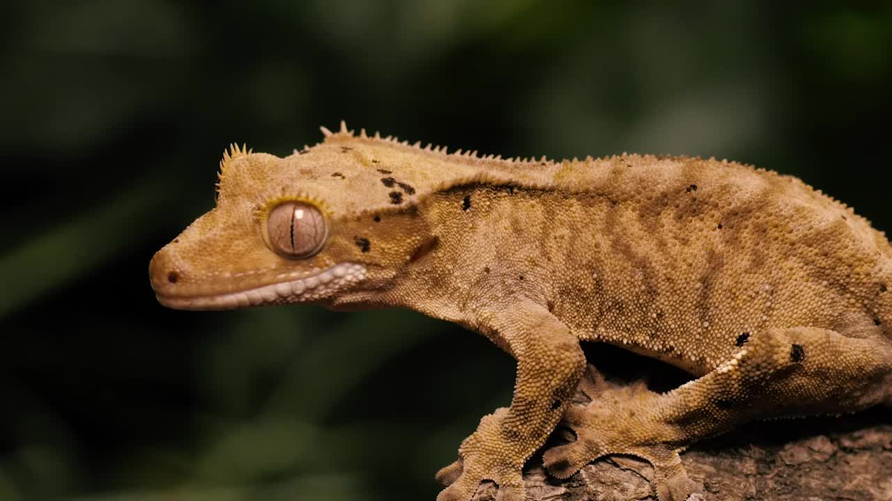 Stock Video Orange Gecko On A Tree Trunk Closeup Shot Live Wallpaper - Free Download