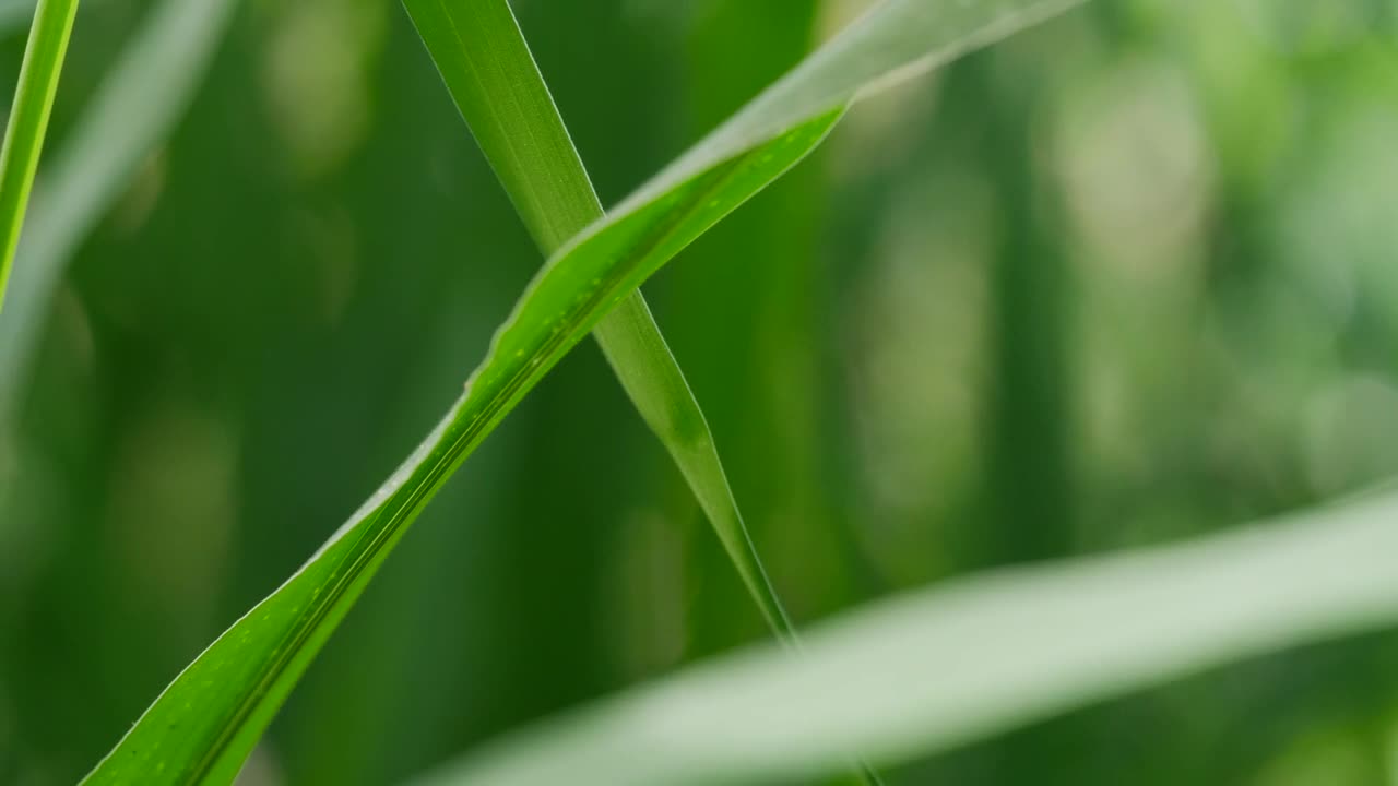 Stock Video Green Leaves Closeup Live Wallpaper For PC - Free Download