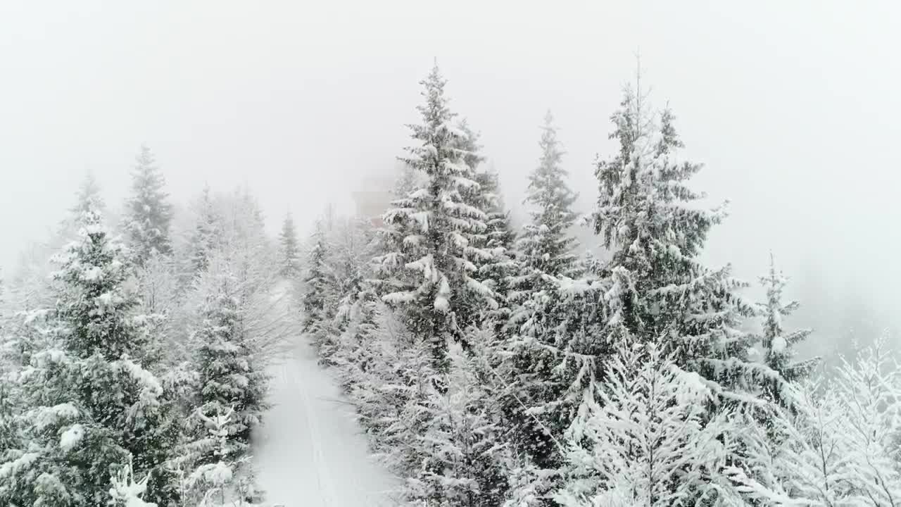 Free Video Stock Snowing In A Frozen White Forest Live Wallpaper - Free Download