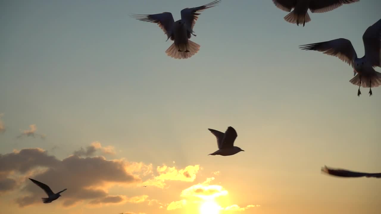 Free Stock Video Seagulls Flying Over The Sky At Sunset Live Wallpaper - Free Download