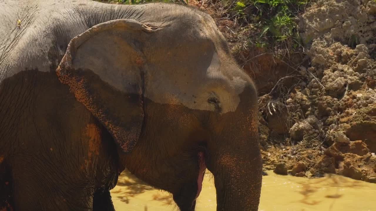 Stock Video Elephant Getting Wet In A River In The Savanna Live Wallpaper For PC - Free Download