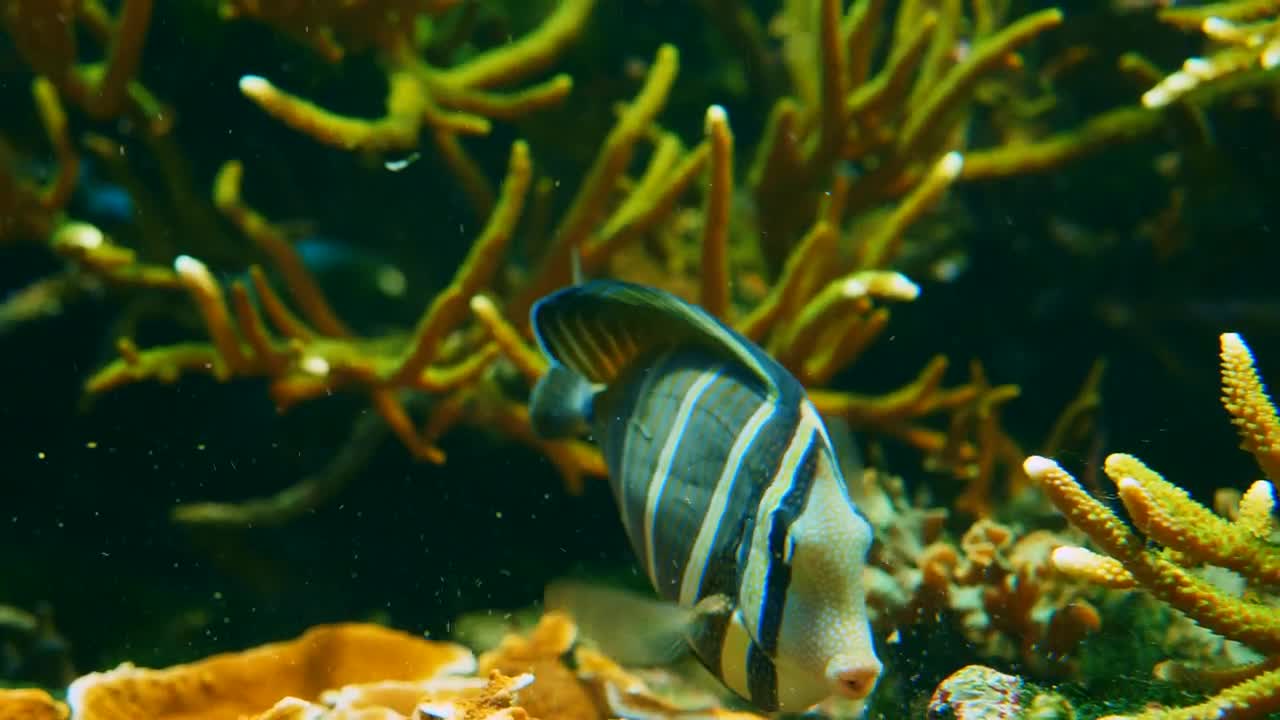 Stock Video Marine Faun Animated Wallpaper - Free Download