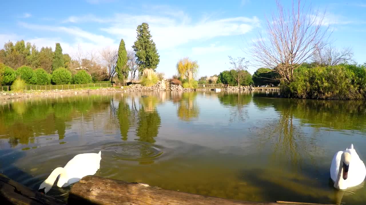 Free Video Stock swans swimming and feeding in a lake Live Wallpaper - Free Download