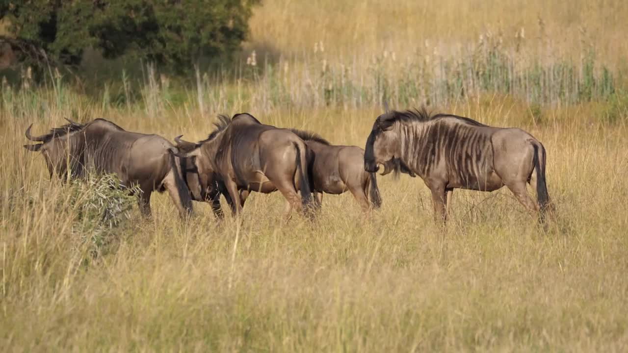 Free Stock Video Safari Animals In The Wild Live Wallpaper - Free Download