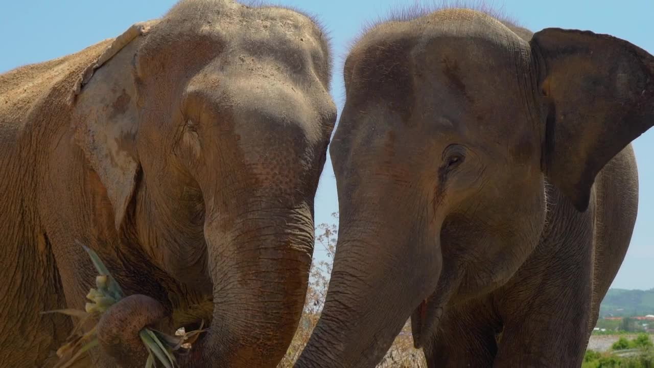 Stock Video Elephants Eating Herbs Close To Each Other Live Wallpaper For PC - Free Download