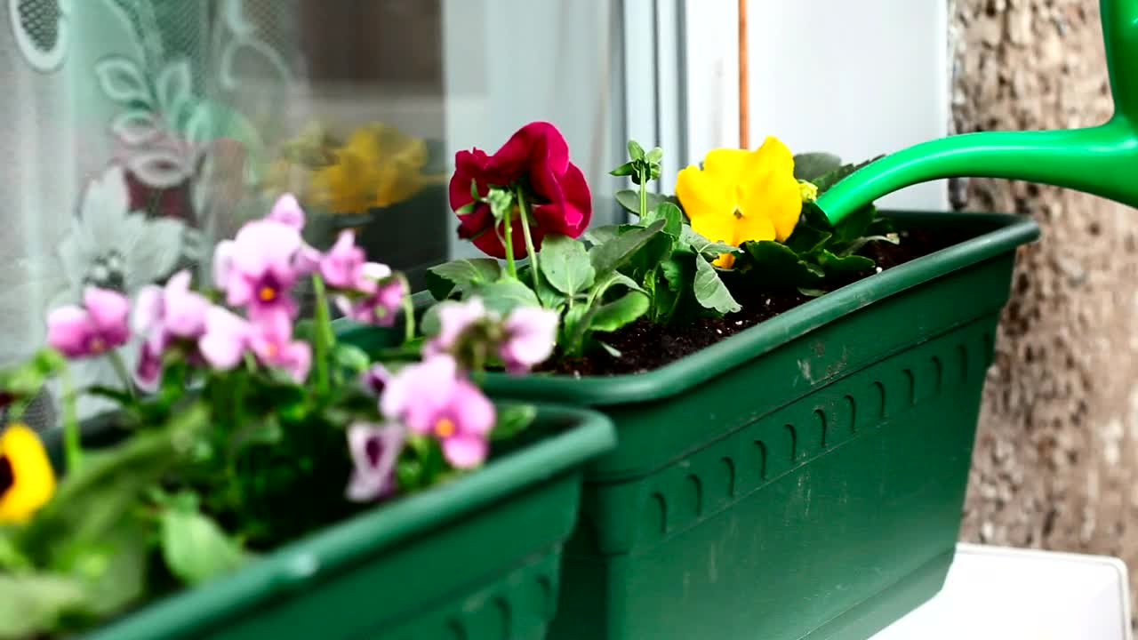 Stock Footage Watering The Garden Flowers Live Wallpaper - Free Download