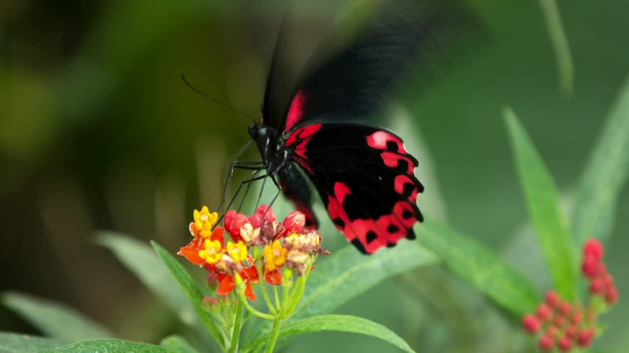 Stock Video Black And Red Butterfly Fluttering On A Flower Live Wallpaper For PC - Free Download