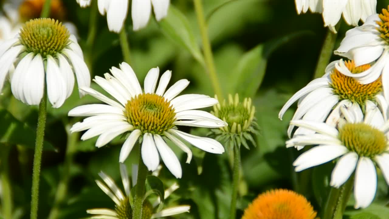 Stock Footage White Flowers On A Lawn Live Wallpaper - Free Download