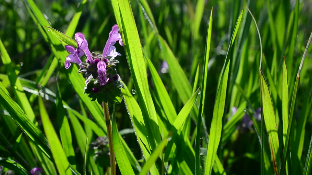 Stock Video Green Herbs With Small Purple Flowers Live Wallpaper For PC - Free Download