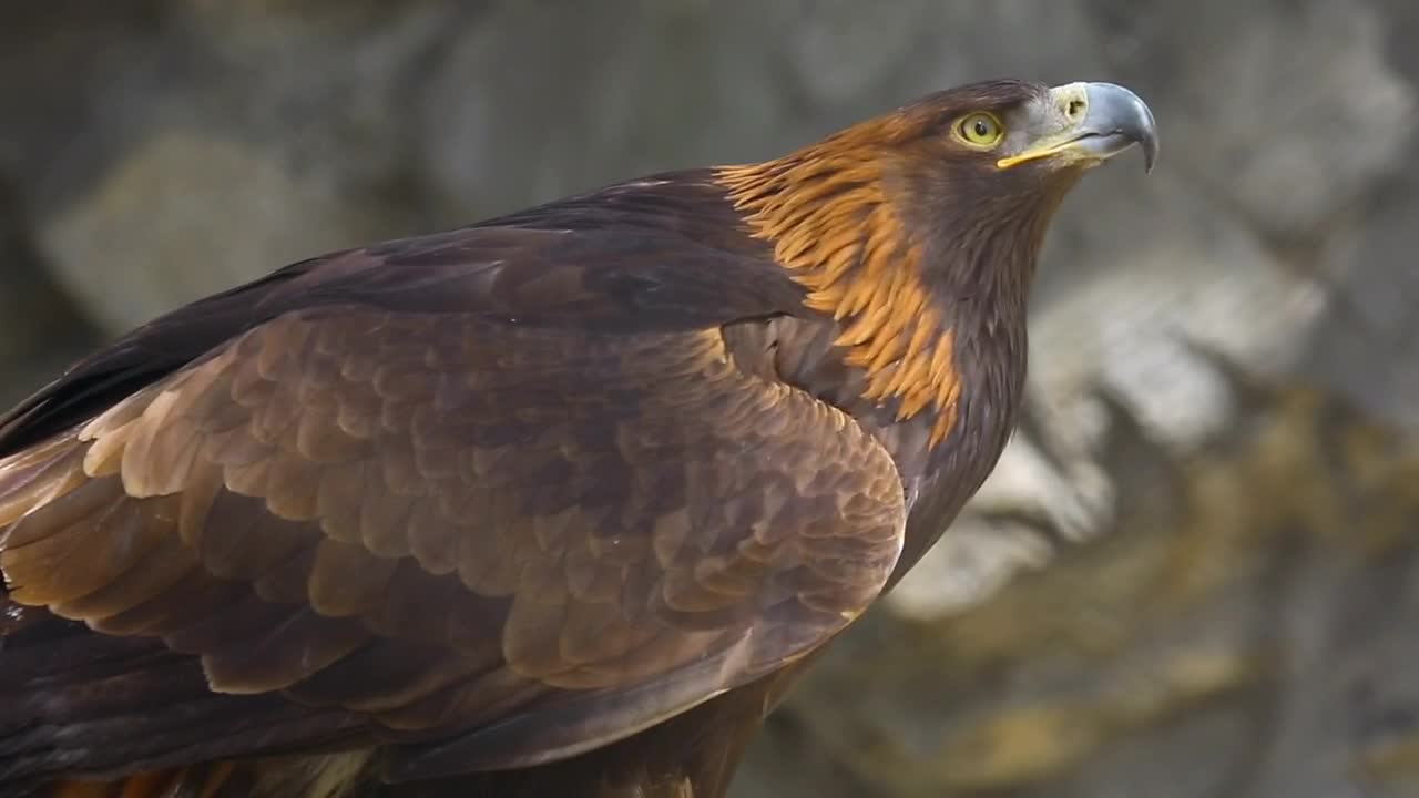 Stock Video Eagle In The Wild Live Wallpaper For PC - Free Download