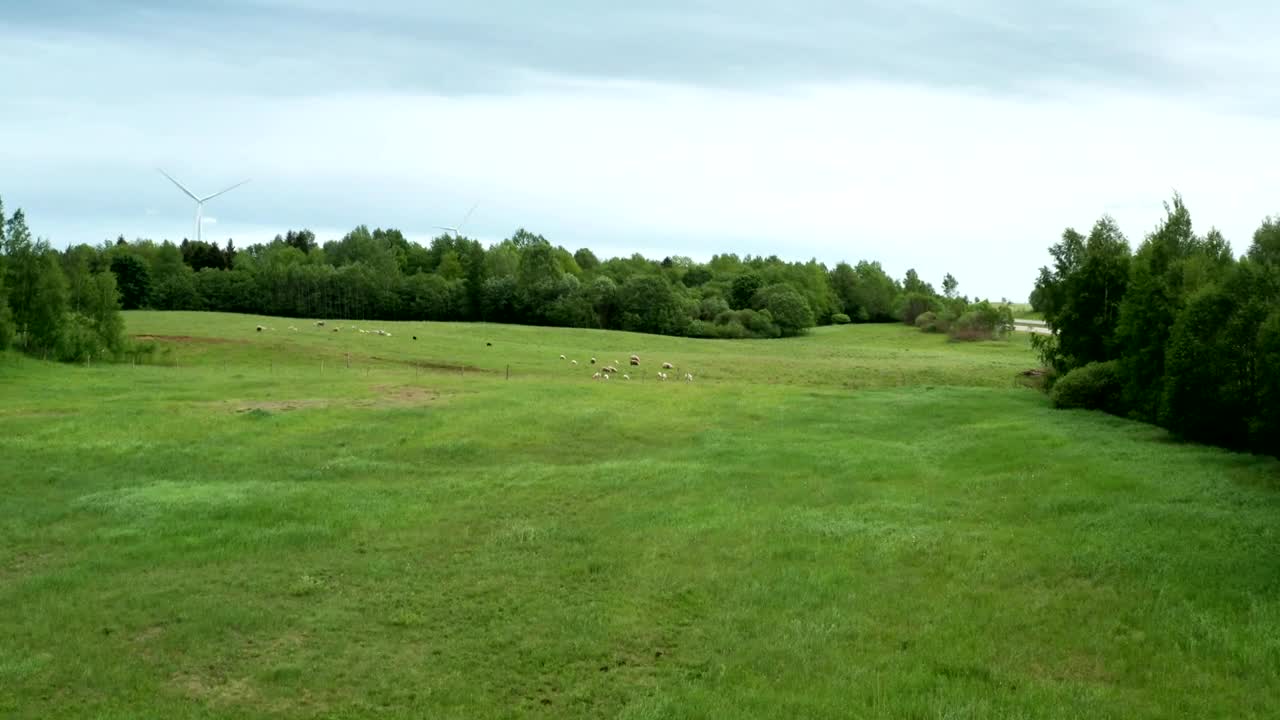 Stock Video Flying Over A Field Of Sheep Live Wallpaper For PC - Free Download