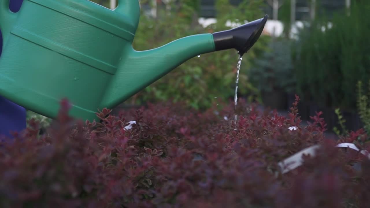 Video Stock Closeup Of Watering Can Pouring On Garden Bushes Live Wallpaper For PC - Free Download
