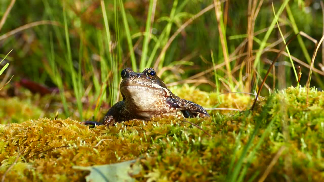Stock Video Frog Over Mossy Soil Live Wallpaper For PC - Free Download