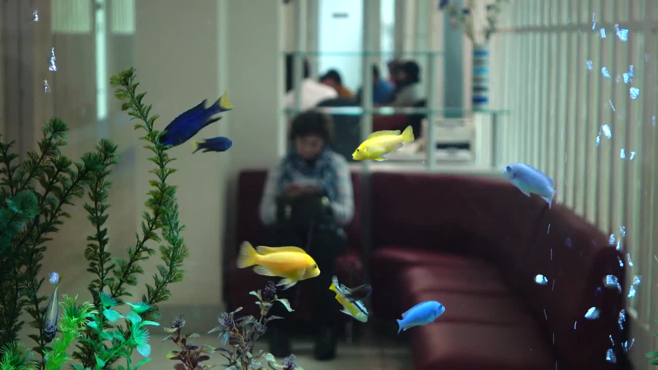Stock Video Fish Tank In The Waiting Room Of A Hospital Live Wallpaper For PC - Free Download