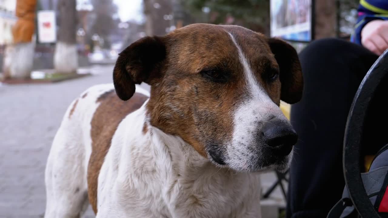 Stock Video Homeless Sad Dog Portrait Animated Wallpaper - Free Download