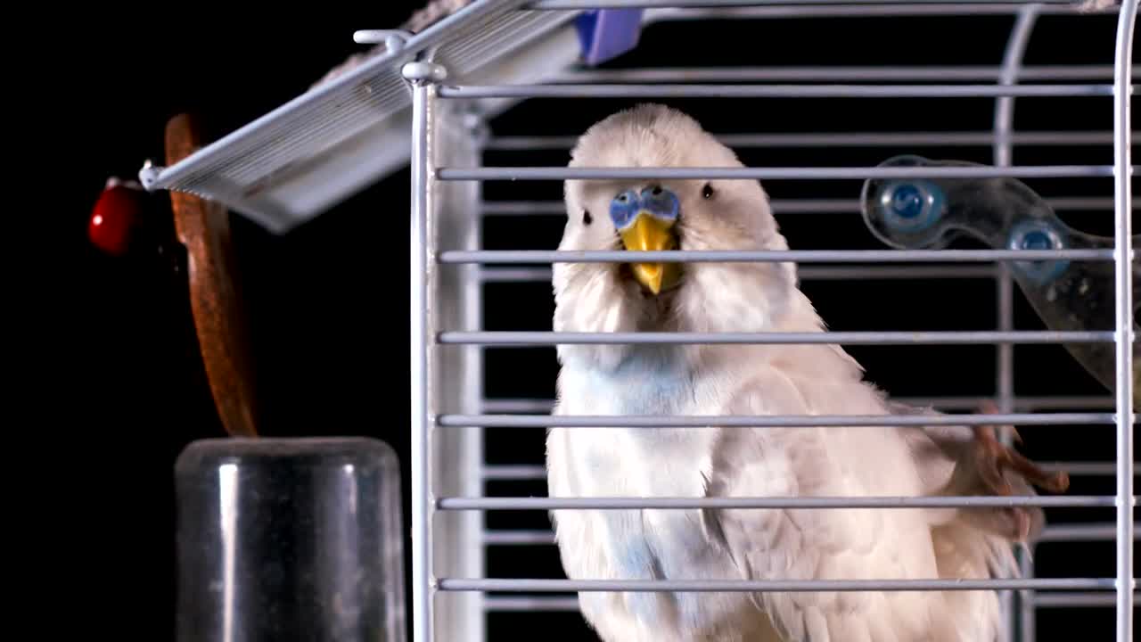 Video Stock Canary Scratching Its Head In A Cage Live Wallpaper For PC - Free Download