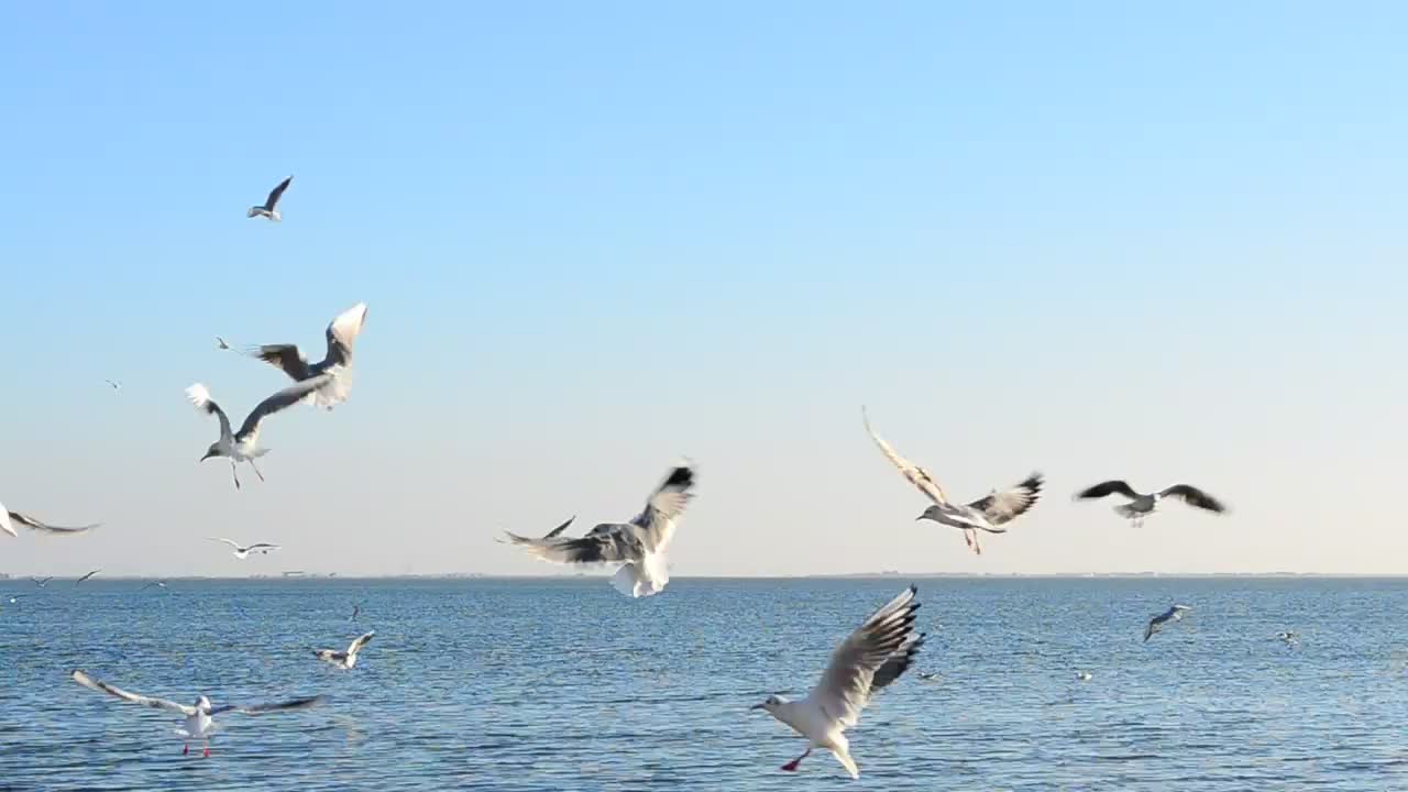 Free Stock Video Seagulls Flying In Front Of The Sea On A Sunny Live Wallpaper - Free Download