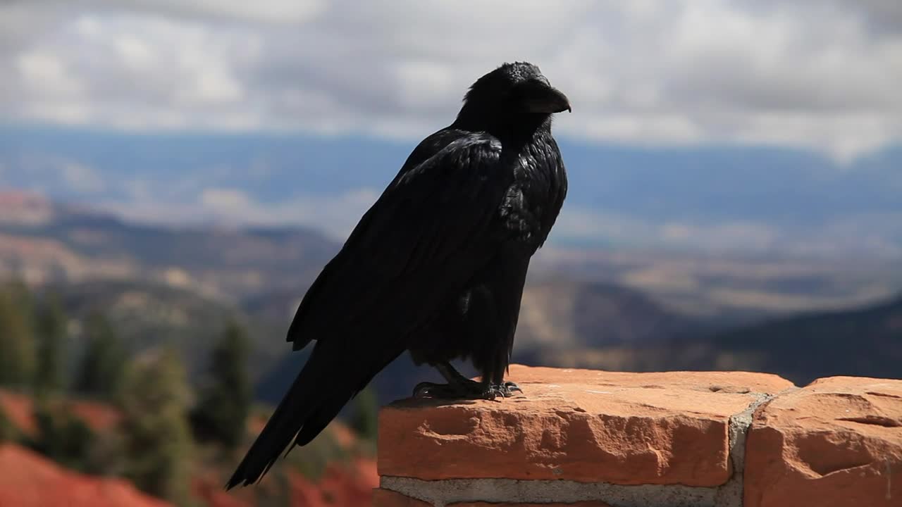 Stock Video Crow Resting In The Breeze Live Wallpaper For PC - Free Download