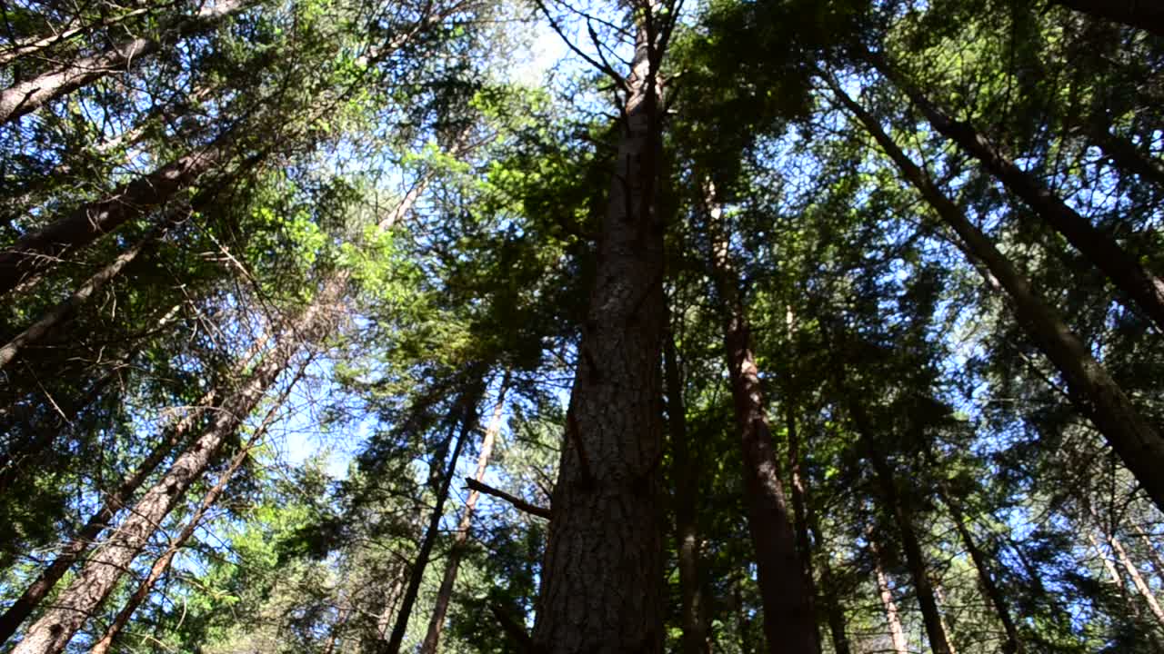 Free Video Stock tall pines blocking the sunlight Live Wallpaper - Free Download