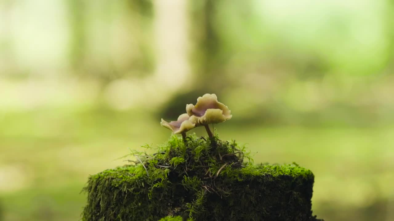 Stock Footage Wild Mushrooms Live Wallpaper - Free Download