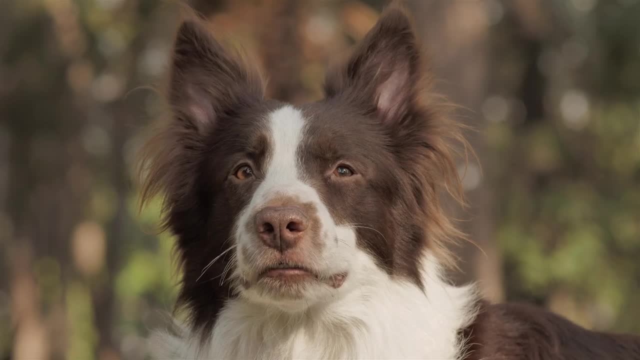 Free Video Stock Smiling Dog Live Wallpaper - Free Download
