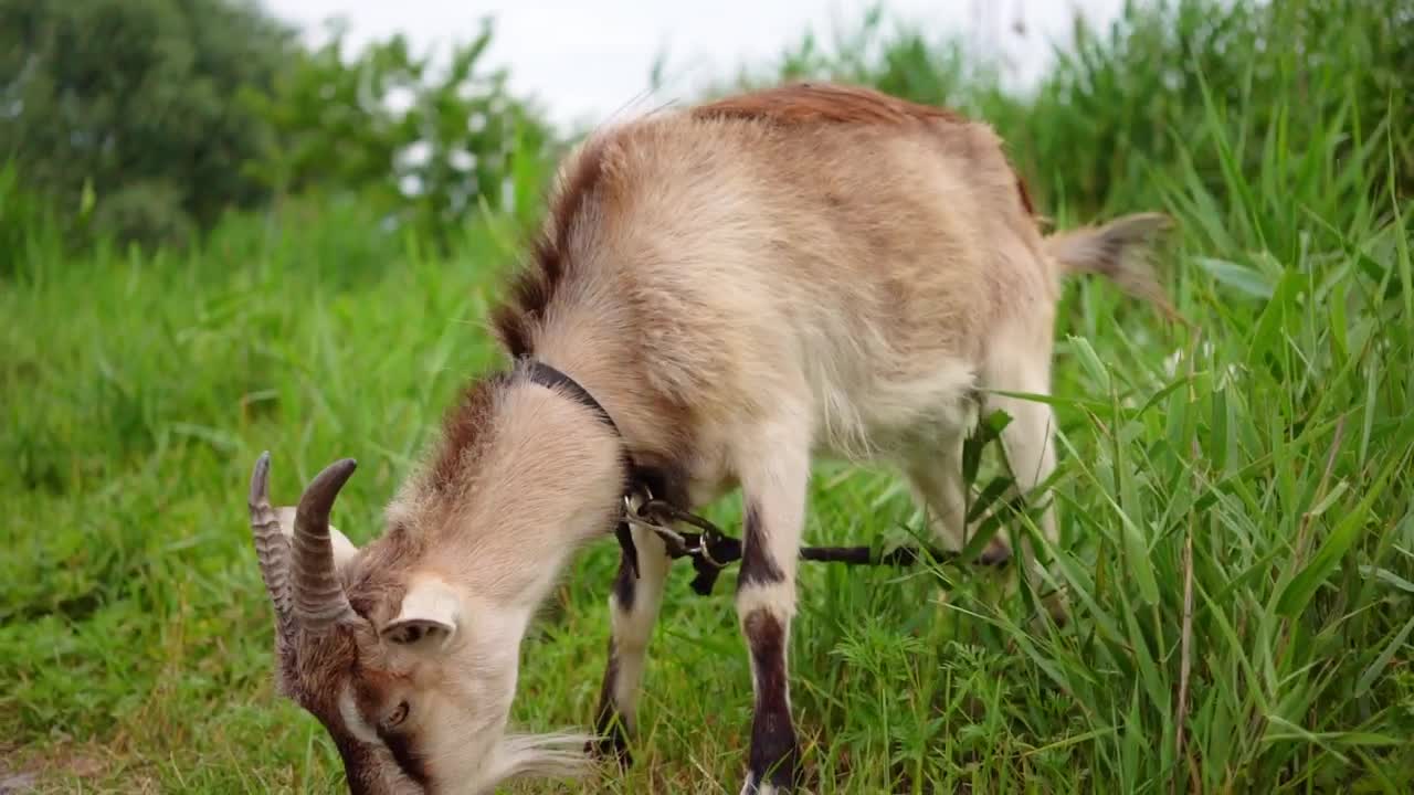 Stock Video Domestic Goat Eating In The Meadow Live Wallpaper For PC - Free Download