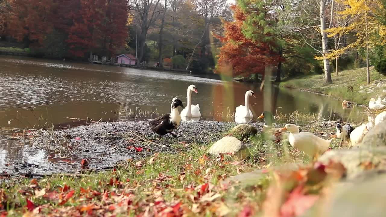 Stock Video Ducks Near A River In An Autumn Forest Live Wallpaper For PC - Free Download