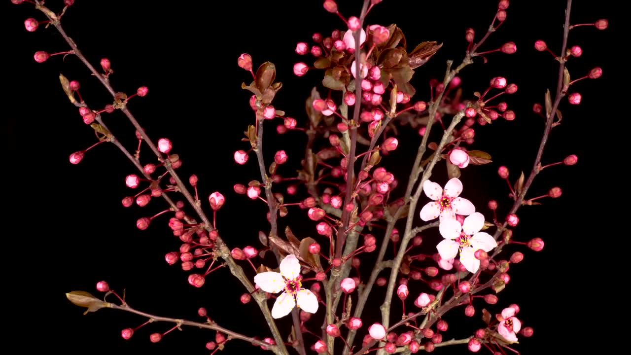 Video Stock Pink Flower Opening On A Cherry Tree Live Wallpaper Free - Free Download