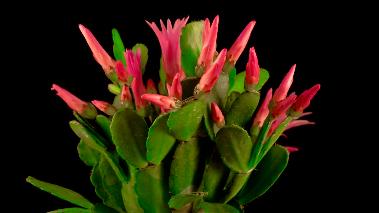 Free Video Stock timelapse of a blooming cactus Live Wallpaper - Free Download