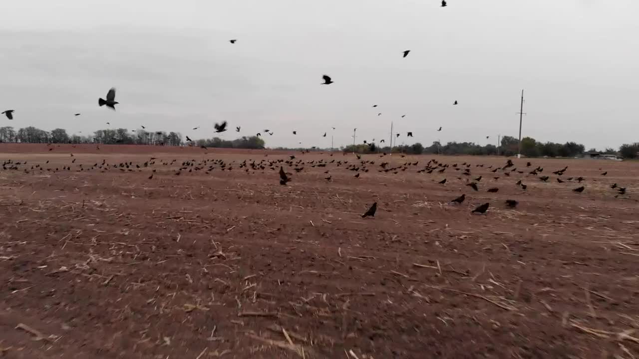 Stock Video Field For Sowing With Many Crows Taking Off Live Wallpaper For PC - Free Download